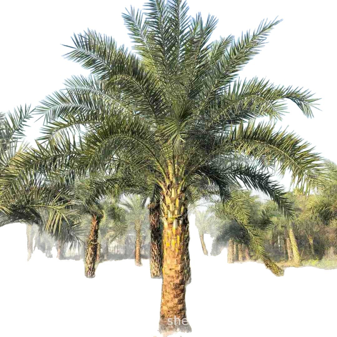 Fujian Yinhai Date Palm Prices Zhejiang Middle East Date Palm Wholesale Hunan Hubei Yinhai Date Palm Supply for Landscaping