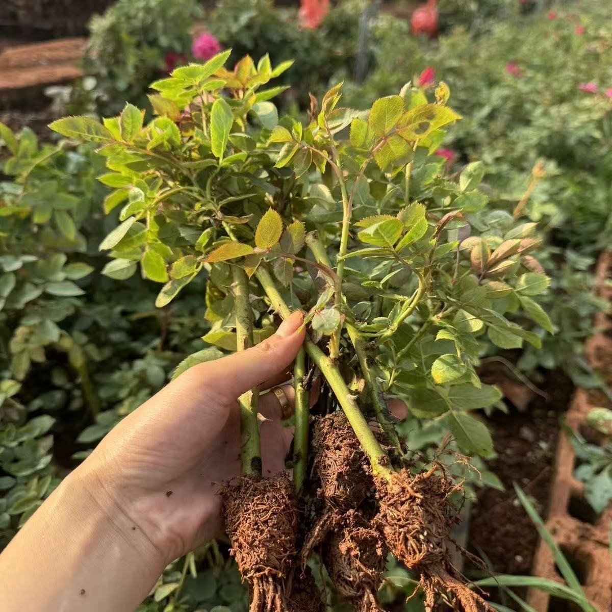 Wholesale Rose Seedlings Dianhong Edible Rose Seedlings Large-Flowered Fragrant Rose Rose Seedlings Base Direct Sales