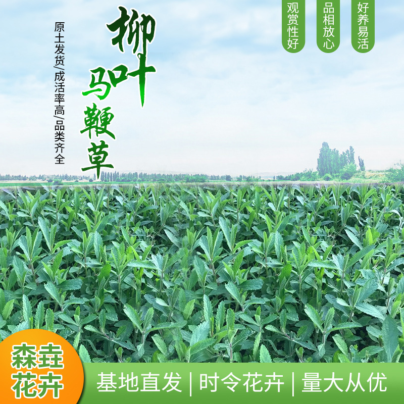 Вербена ивы в горшках, декоративные фиолетовые цветы, ландшафтная инженерия, оптовая продажа рассады вербены ивы