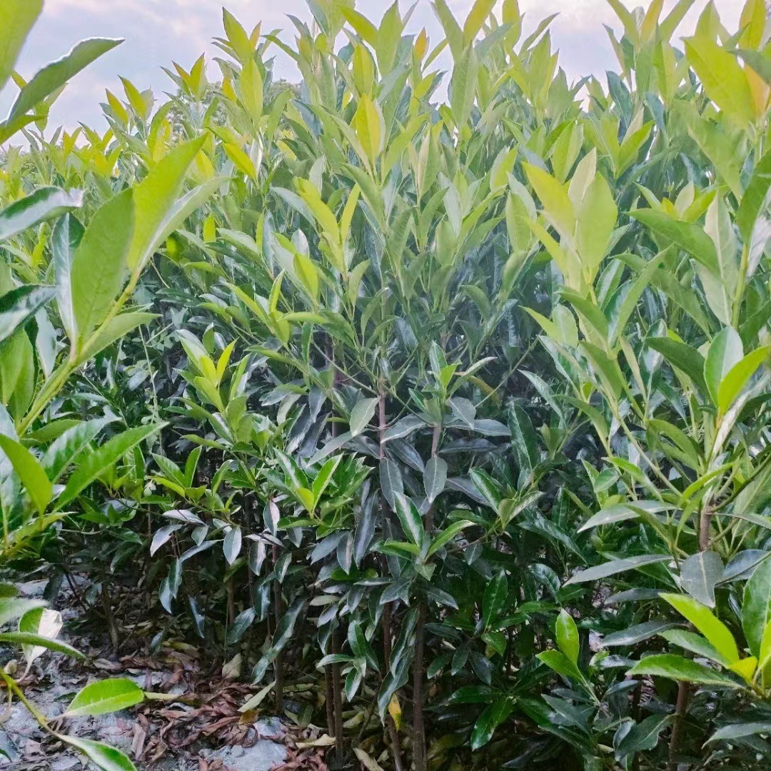 French Holly Tree Coral Tree Saplings Green Hedge Wholesale Courtyard Greening Cold-Resistant