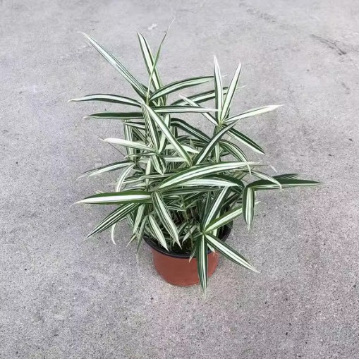 Миниатюрный бамбук, бамбуковая панда, комнатное растение, бамбуковый саженец, бамбуковый бонсай в горшке