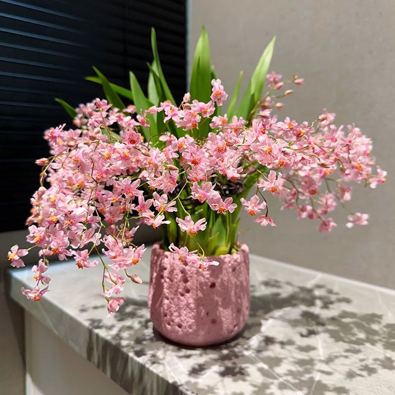 7-9 цветочных мечей с бутонами, розовая мечта орхидеи, онцидий, сильный аромат, комнатные цветы, легкие в выращивании