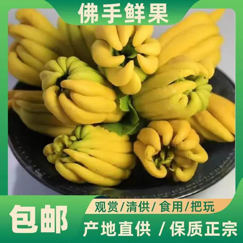 Freshly Picked Large Bergamot Fruits, Fresh Fruits for Ornamental and Edible Purposes, Sourced from Yunnan Peiqing for Natural Aromatherapy and Fragrance