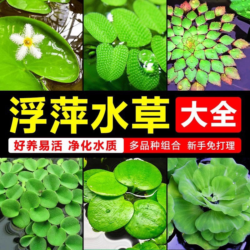 Ряска, аквакультура, озеленение аквариума, очистка воды