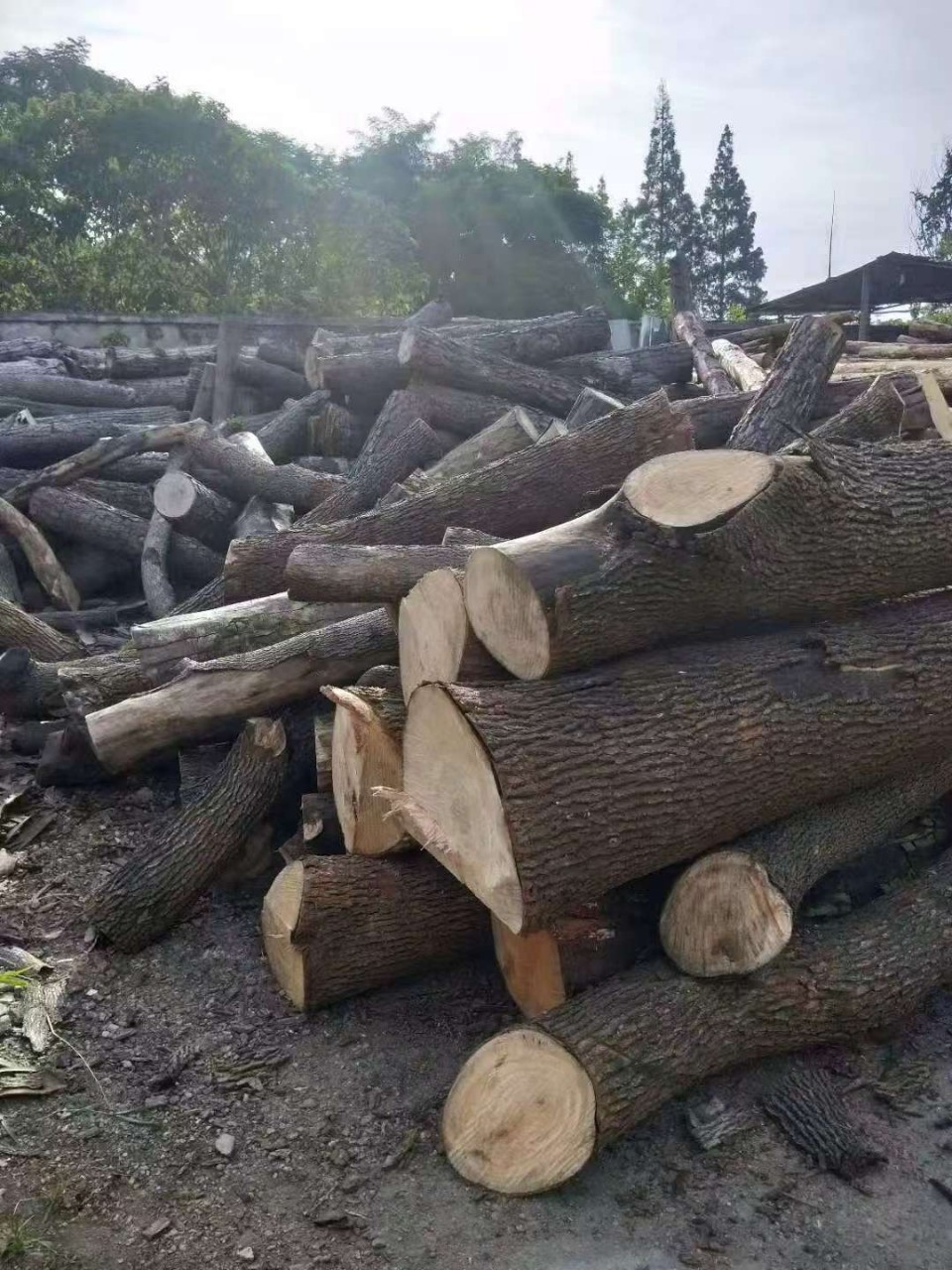 [Smoke-Free, Flammable and Burn-Resistant Firewood] Designed Specifically for Fireplaces/Fires! the Dryness Meets the Standard and It Will Burn When Ignited