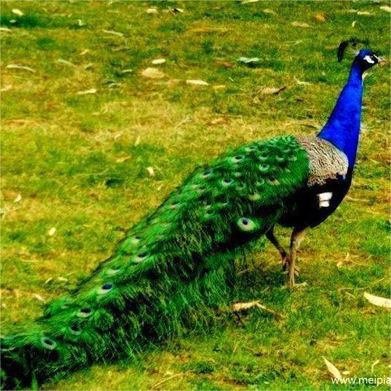 Adult Peacock Live Blue Peacock/White Peacock Optional Healthy Adult Peacock Ornamental Pet Peacock Free Shipping