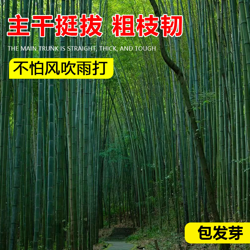 Potted Bamboo Seedlings, Courtyard Hedge Plants, Gold Inlaid Jade Bamboo Green Landscape Bamboo Seedlings, Purple Bamboo Seedlings Base Direct Sales Wholesale