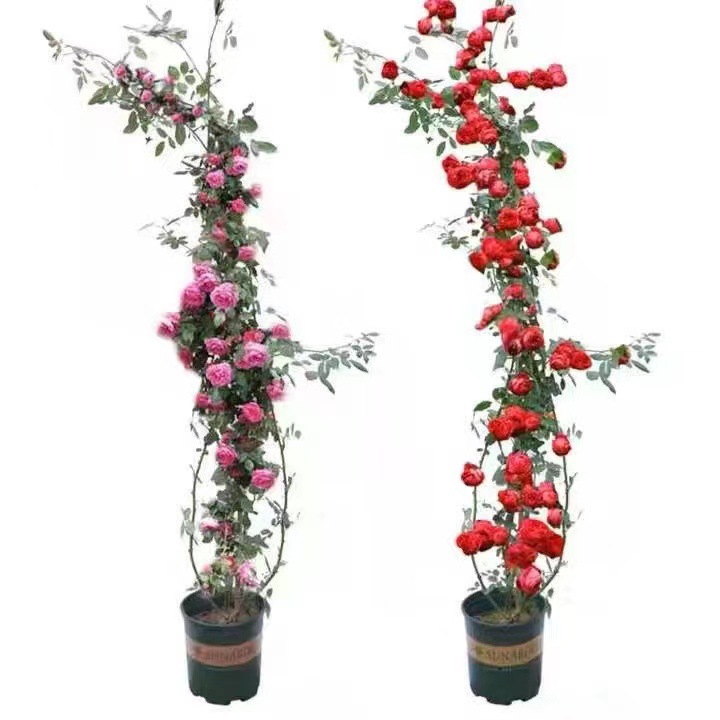 Rose Seedlings, Vines, Extra-Large Flower Trees, Climbing Vines, Balcony Wall-Climbing Florals, Rose Potted Plants That Bloom in All Seasons