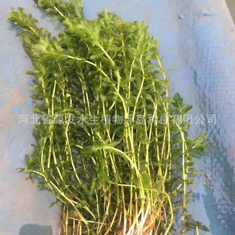 Supply Submersed Plants Submersed Plants Aquatic Plants Submersed Plants Price Aquatic Plants Base