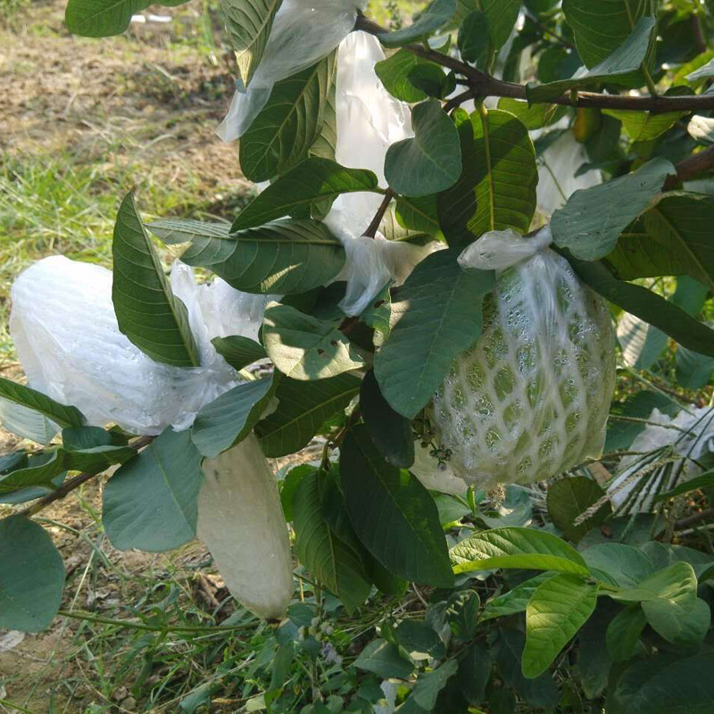 Freshly Picked White-Fleshed Guava from Fujian, Seasonal Fruit Guava, White-Fleshed Guava, One-Piece Delivery