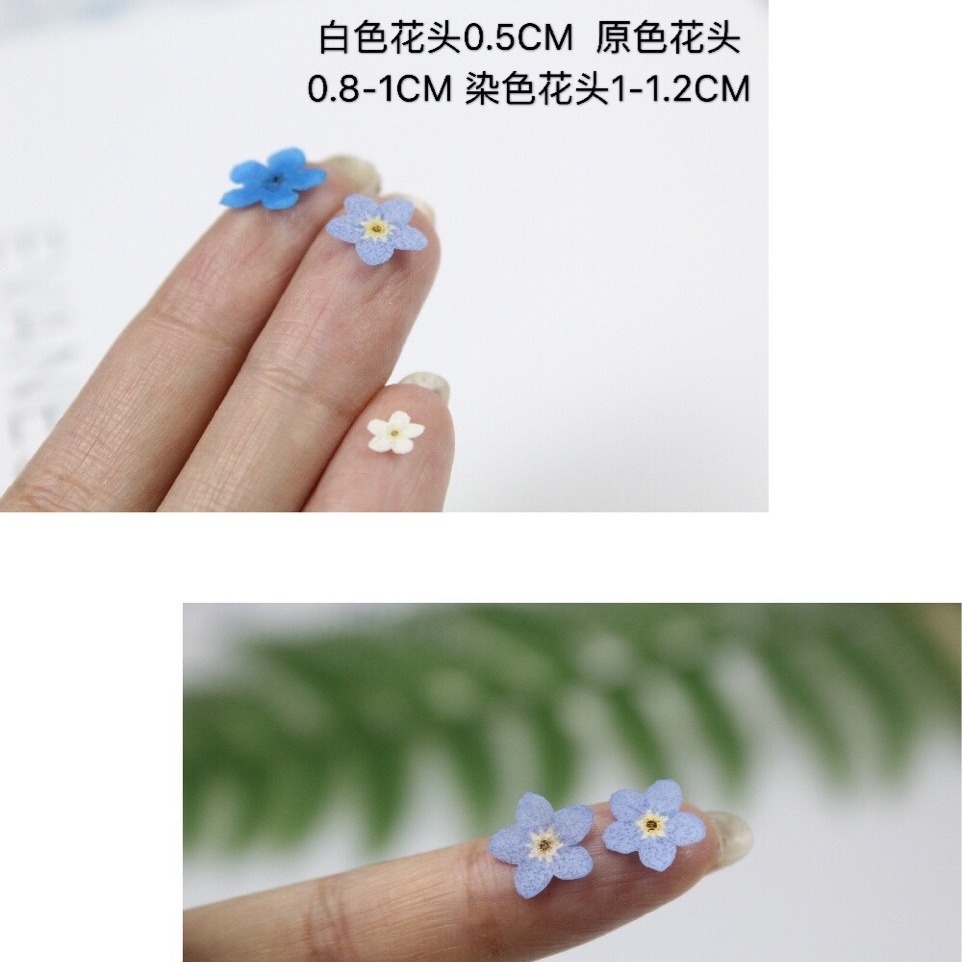 Internet Celebrity Forget-Me-Not Real Dried Flower Embossed Bag Plant Specimen Ins Popular Nail Art Glue Jewelry Embossed DIY Material