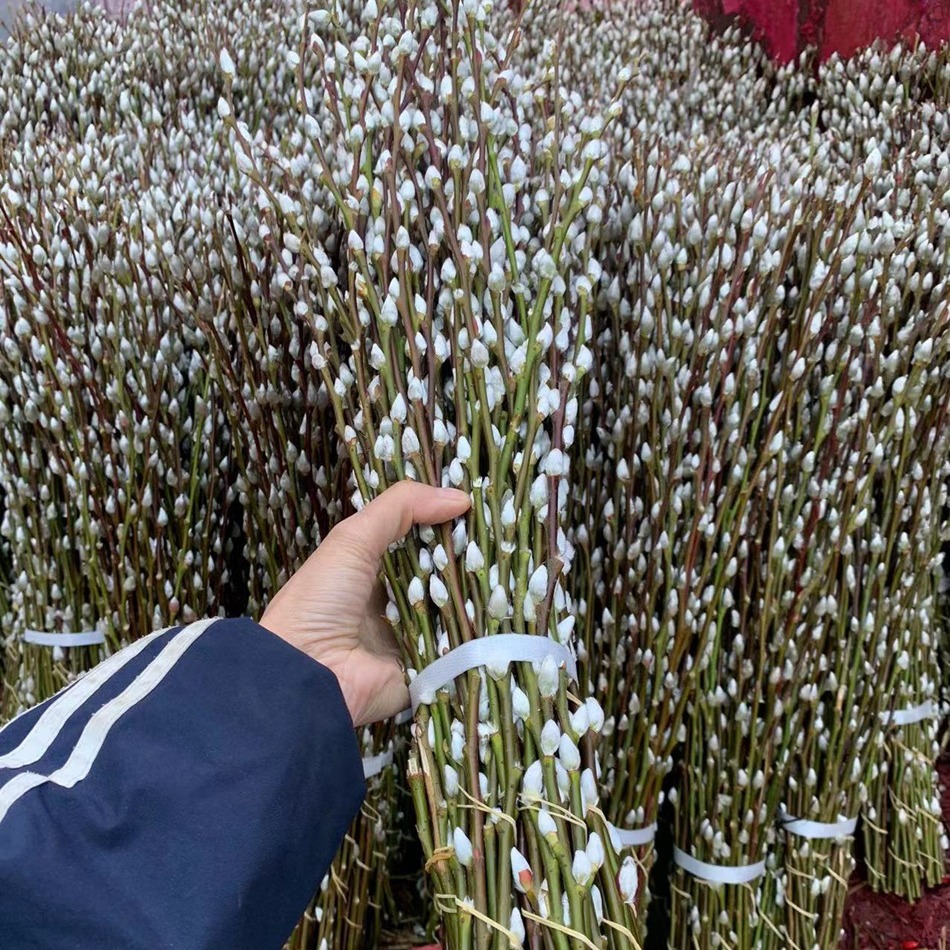 Sichuan Silver Willow Wholesale Color Willow Red Willow Silver Bud Willow Spring Festival New Year's Eve Flowers Dried Flower Arrangement Silver Willow Fresh Branches