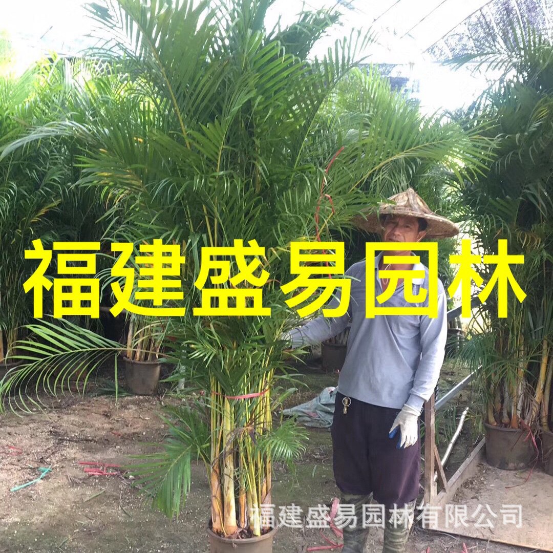 Оптовая продажа санвей куай из Фуцзянь, цена на санвей куай, цитата с плантации пальмового санвей куай