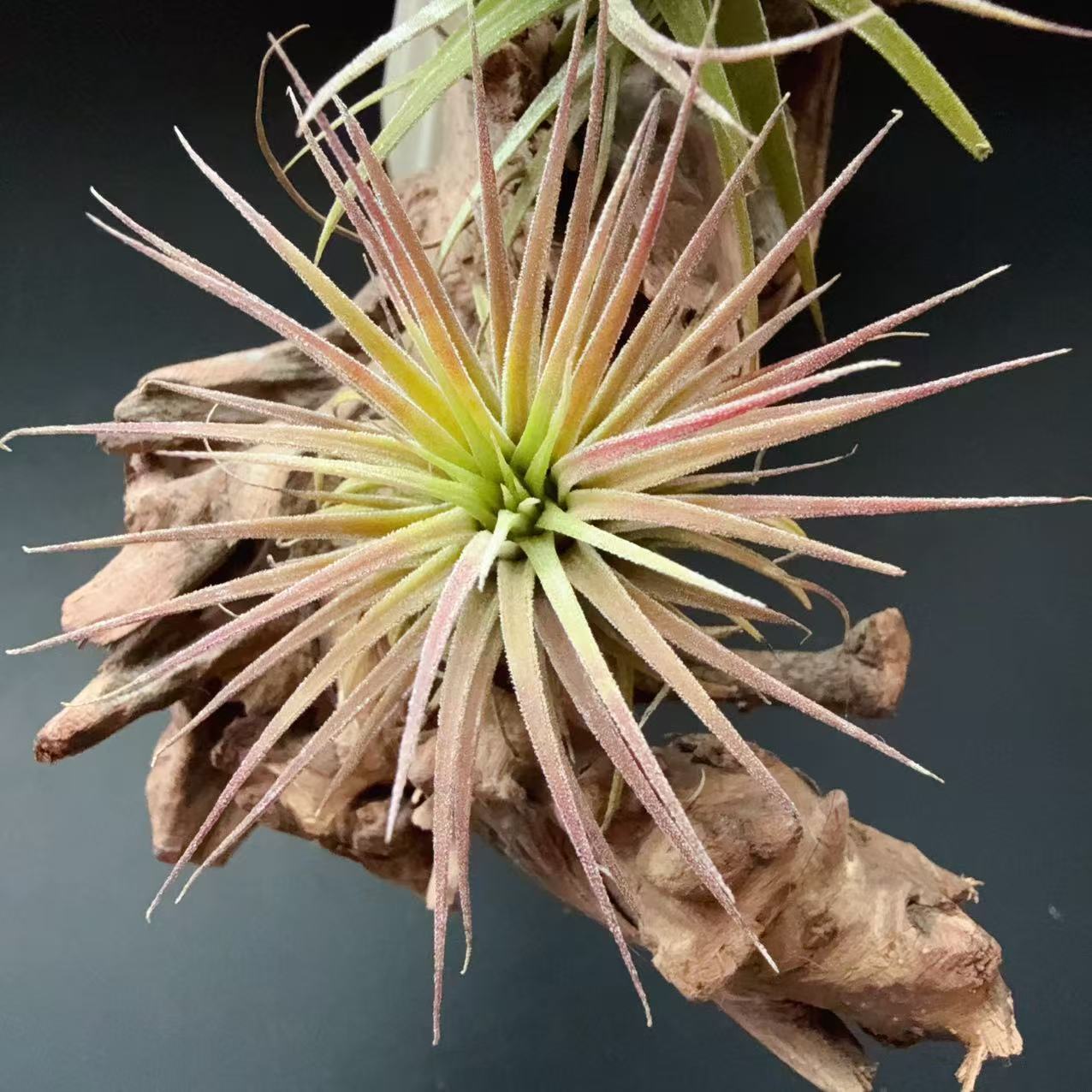 Rupra seedling, seedling base straight hair wholesale air pineapple soilless plant lazy green plant cultivation