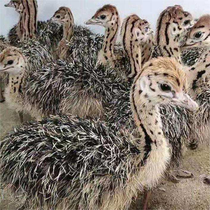Pair of Male and Female Ostrich Chicks, Live Chicks, Young Animals, African Ostriches, Adult Australian Emus, Live Prices