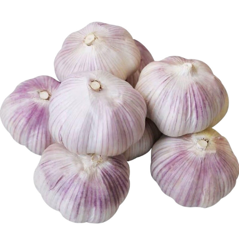 2025 Shandong Jinxiang Purple-Skinned Garlic Dried Garlic 5 Pounds 5kg Pack Fresh Multi-Petal Farm New Garlic Bulbs 1