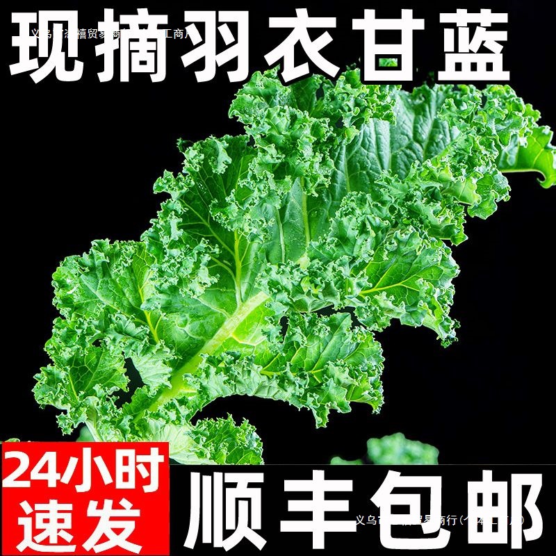 Fresh Kale Vegetables for Consumption, Sf Express Free Shipping, Juicing, Roasted Slices, Fitness Light Meal, Western Salad, Vegetable Sprouts