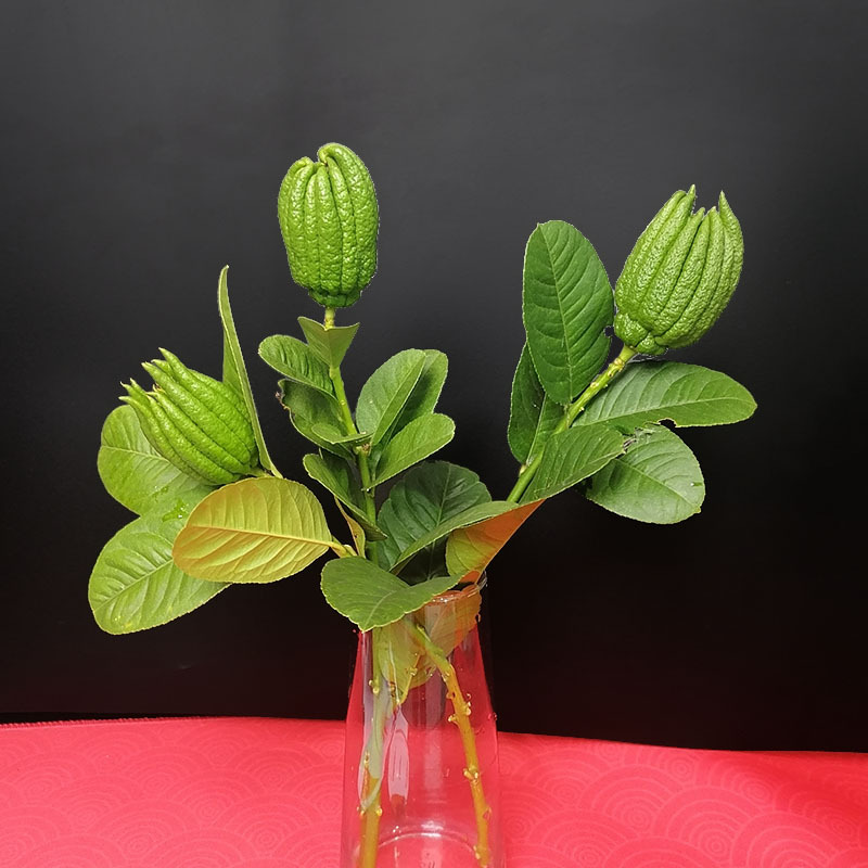[Water-Cultured Small Fruits with Branches] Ornamental Fragrant Buddha's Hand Fruit Jinhua Buddha's Hand Fresh Fruit Fresh-Cut Branches Inserted into Vase Hydroponics