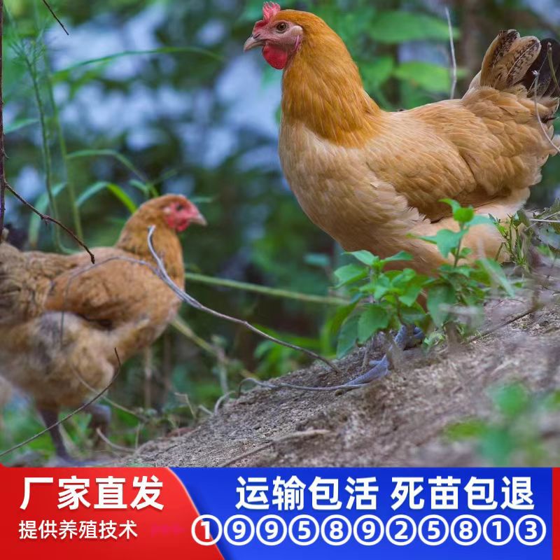 Оптовая продажа куриных цыплят с зелеными ногами, женские цыплята, фермерские цыплята, местные цыплята, живые цыплята из яйца