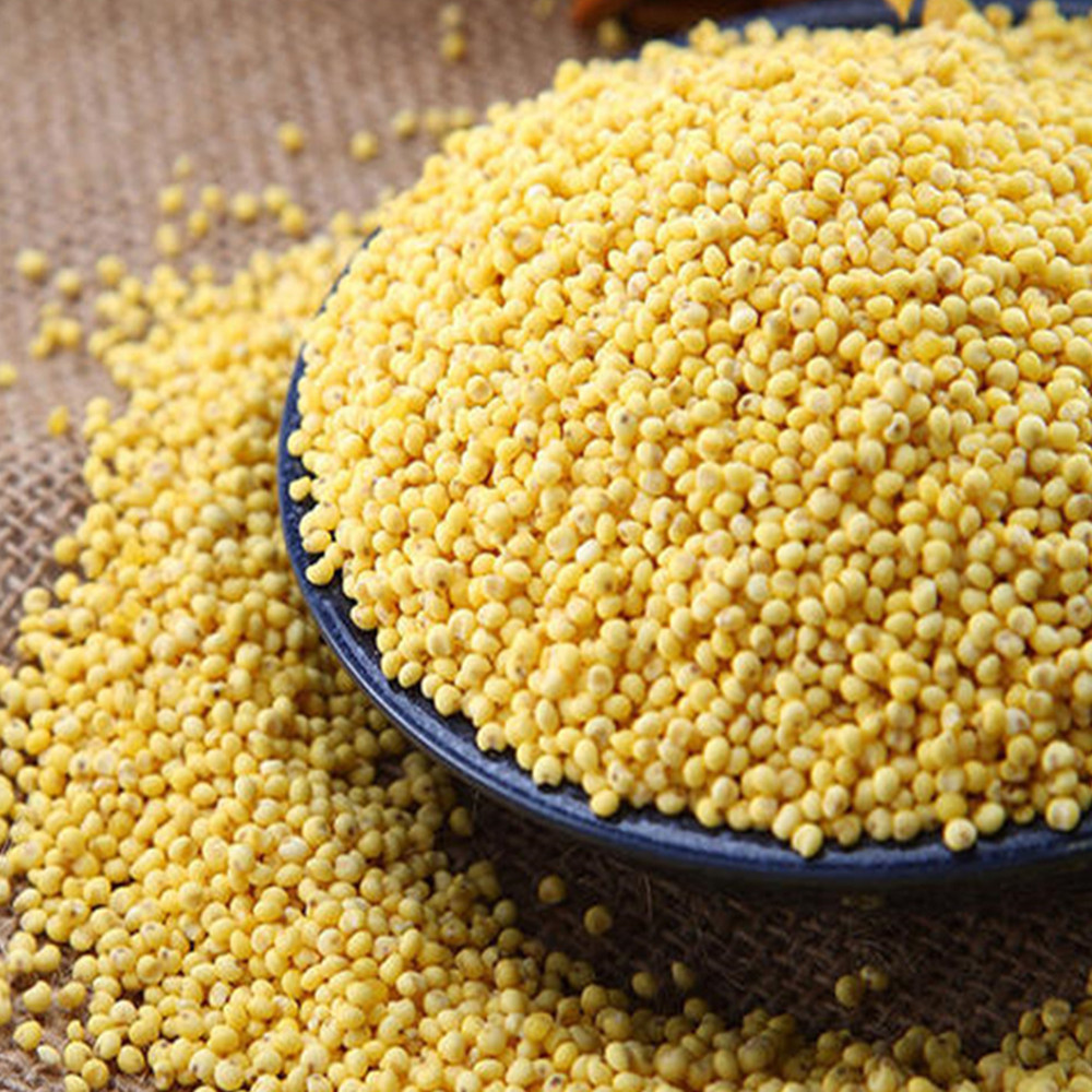 Fresh Millet, Yellow Millet 500g/ 0.5kg, Direct Supply of Season, New Capsuless and Full Capsuless, Paired with Multigrain Porridge