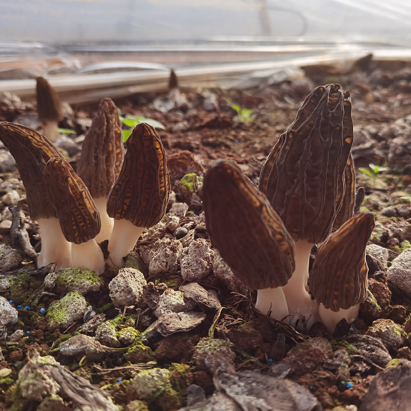 Fresh Morchella 2 jin 1000g package Yunnan plateau Morchella fresh goods boiled hot pot fresh food one-piece delivery