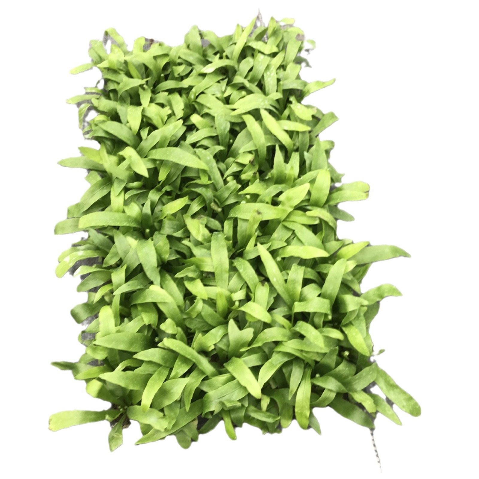 Zhanye Bird's Nest Fern Green Wall Micro Landscape Ecological Stimulating Small Potted Plant Purifies the Air and Absorbs Formaldehyde All Seasons Evergreen