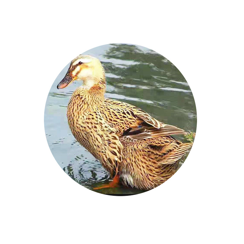 Congxiangqing Farmhouse Free Range Duck Small Cong Whole Duck Raw Duck Meat Fresh Ingredients Frozen Congyang Mediated Duck