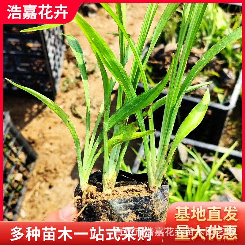 Lucky Grass Flower Seedlings Potted Park Community Greening Seedlings Evergreen Seedlings for All Seasons Easy to Grow and Maintain Lucky Grass
