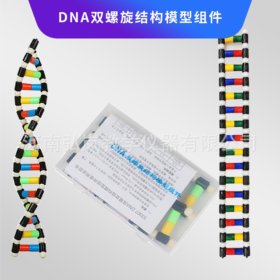 DNA double helix structure model component High School biological gene and mutation double helix structure model