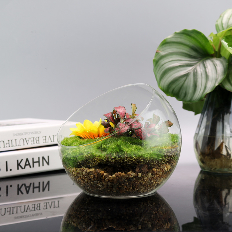 Large Oblique Mouth Micro-Landscape DIY Moss Succulent Ecological Bottle Creative Potted Landscaping Bottle Transparent Glass Vase Green Plant