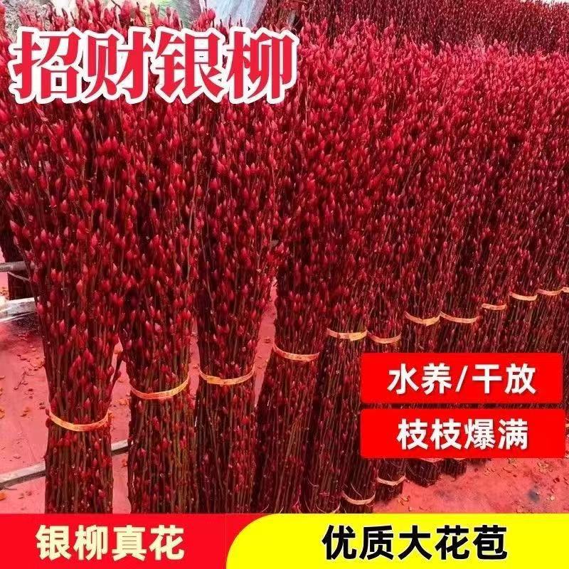 Серебристая ива, настоящие цветы, свежие ветки, красные сухие ветки с бутонами, новогодние цветы для интерьера