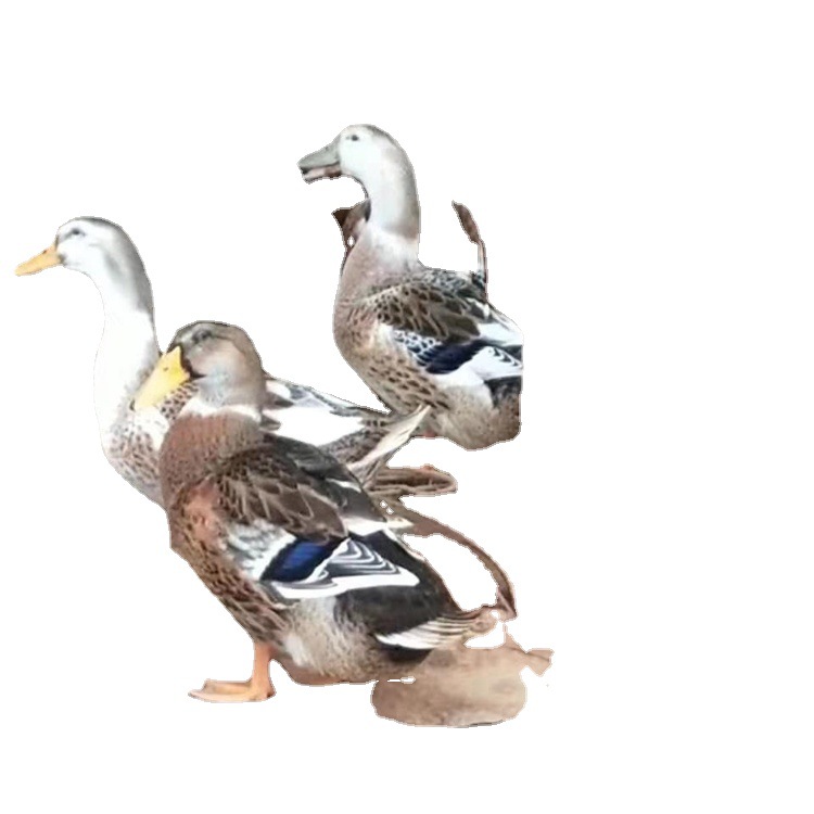 Wholesale Shelduck Ducklings, Shelduck Ducks, Large Ducks, Four Points a Day after Hatching, Shelduck Lace Ducklings, Live Ducklings