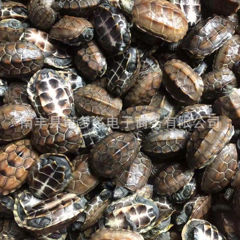 2- 17cm Wholesale Chinese Tortoise, Freshwater Breeding Live Turtle, Home Care Stall, Longevity Turtle
