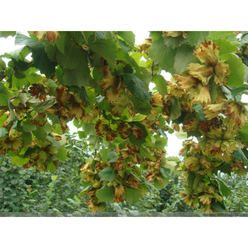 New goods Turkey original flavor hazelnut peeling large particles nuts baking raw materials dried fruit fried goods bulk wholesale