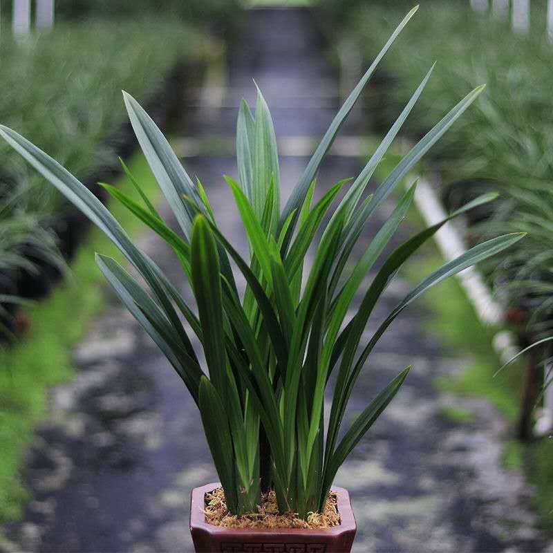 Открытие нового магазина, новая разновидность чернильной орхидеи, ароматная и цветущая круглый год, легка в уходе, оптовая и дропшиппинг доступны