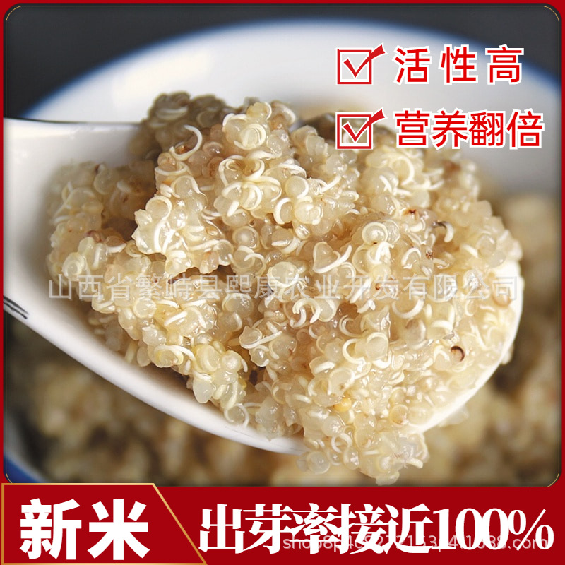 White quinoa Qinghai plateau grade I quinoa rice new rice tricolor quinoa farmers from the source factory wholesale direct sales