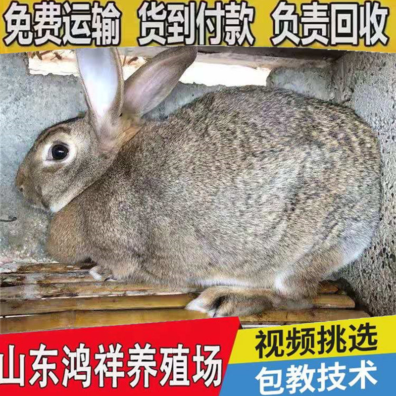 Живые бельгийские кролики продаются оптом. Живые бельгийские кролики по льготным ценам. Живые мясные кролики с высокой прибылью