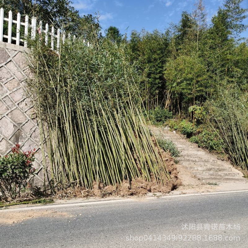 Wholesale Phyllostachys Pubescens Seedlings Bamboo Plants Large Phyllostachys Pubescens Seedlings Project Greening Bamboo Seedlings Now Dig Bamboo Seedlings