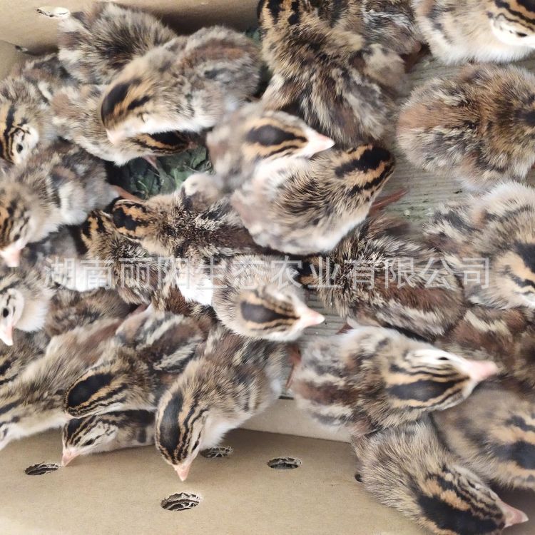 Live Pearl Chicken Chicks for Sale Directly from the Farm, Also Available Are Green-Footed Free-Range Mountain Chickens, Easy to Raise and Hatch