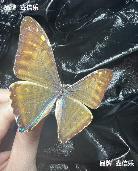 Western Swallowtail Butterfly with Unspread Wings, Original Butterfly Specimen