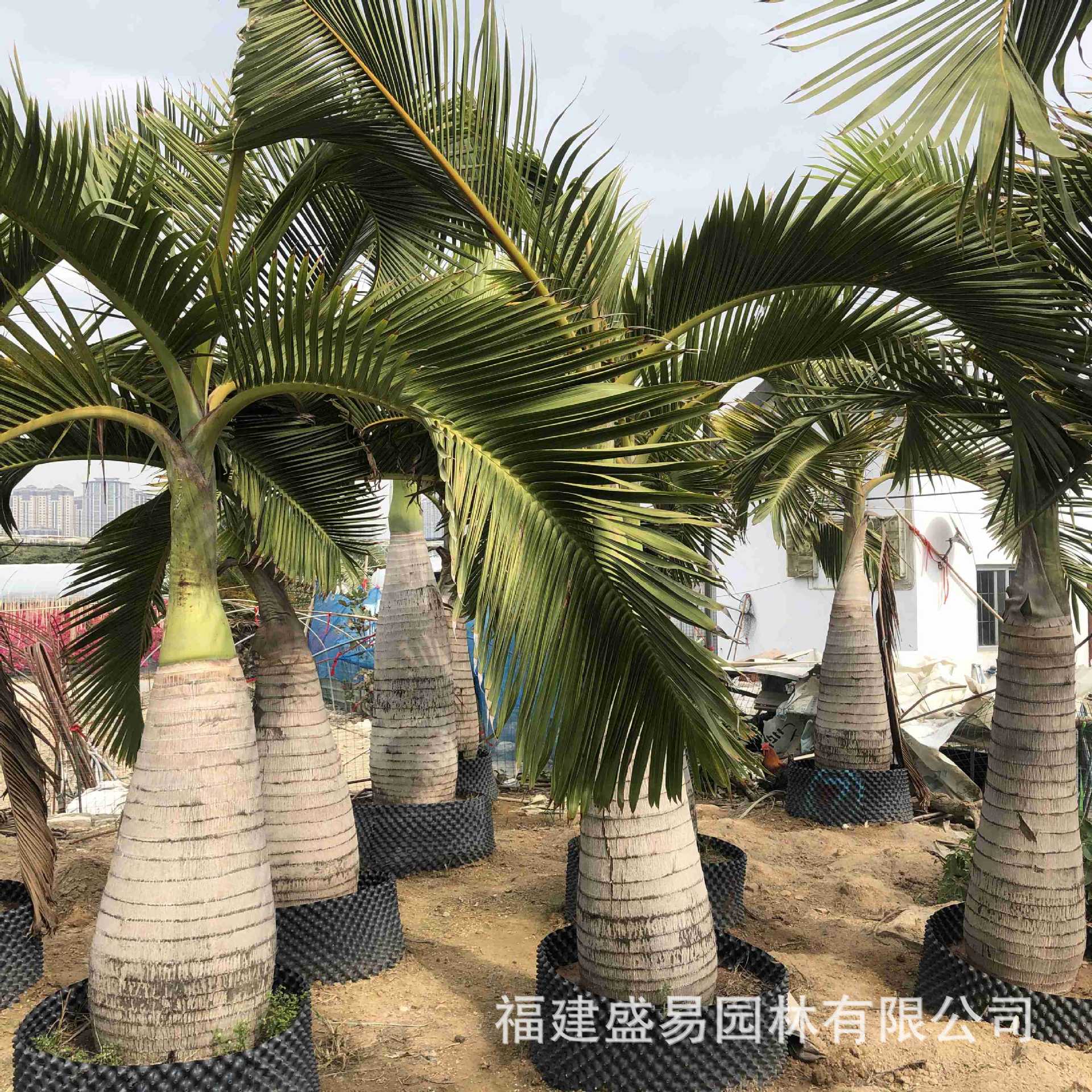 Wholesale of Wine Bottle Coconut Wine Bottle Coconut Price Hainan Wine Bottle Coconut Tree Quote Wine Bottle Coconut Base
