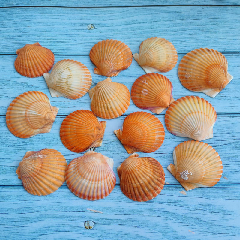 White scallop natural shell conch big gray scallop Wall diy painting fish tank landscaping Hawaiian shellfish wholesale 5cm