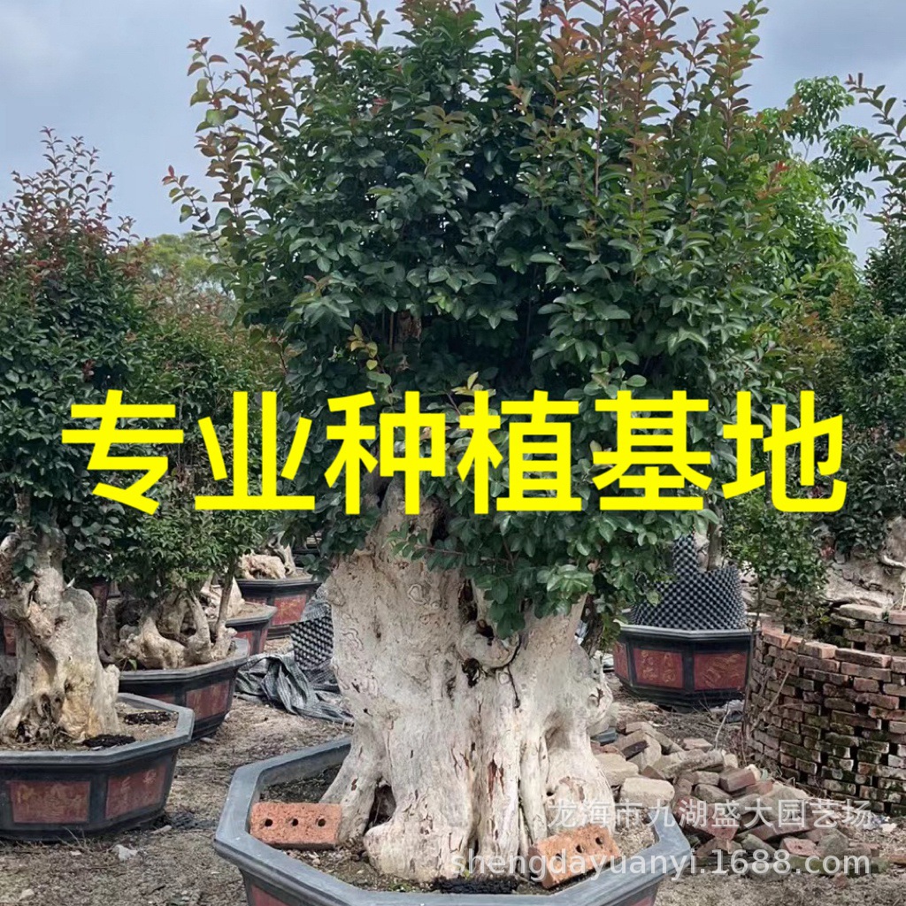 Фуцзянская креативная мирт, пень, бонсай, Шаньдун, старая мирт, Чжэцзян, формованный мирт, оптовая продажа