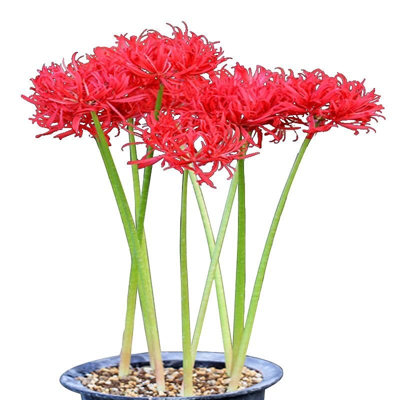 Оптовые семена бяньхуа Манжушуахуа, луковицы цветов ликориса в горшках, цветы для помещений, четырехсезонные