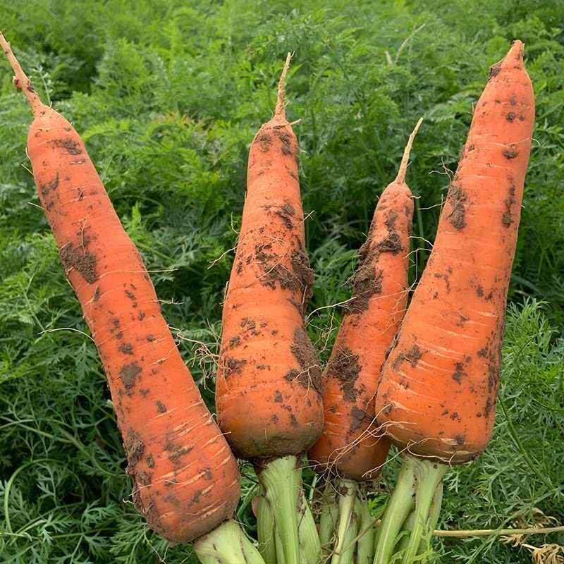 5kg Whole Boxes with Free Shipping, Fresh Carrots from Sandy Soil, Fresh Vegetables, Farm-Grown Fruits, Red