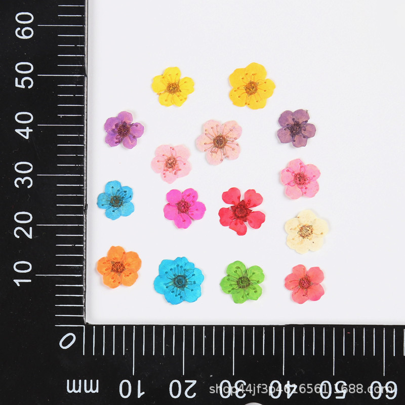 Pearl Plum Small Narcissus Dried Flower Embossed Embroidery Thread Chrysanthemum Small Handball Nail Art Beauty Materials Natural Plant Specimens