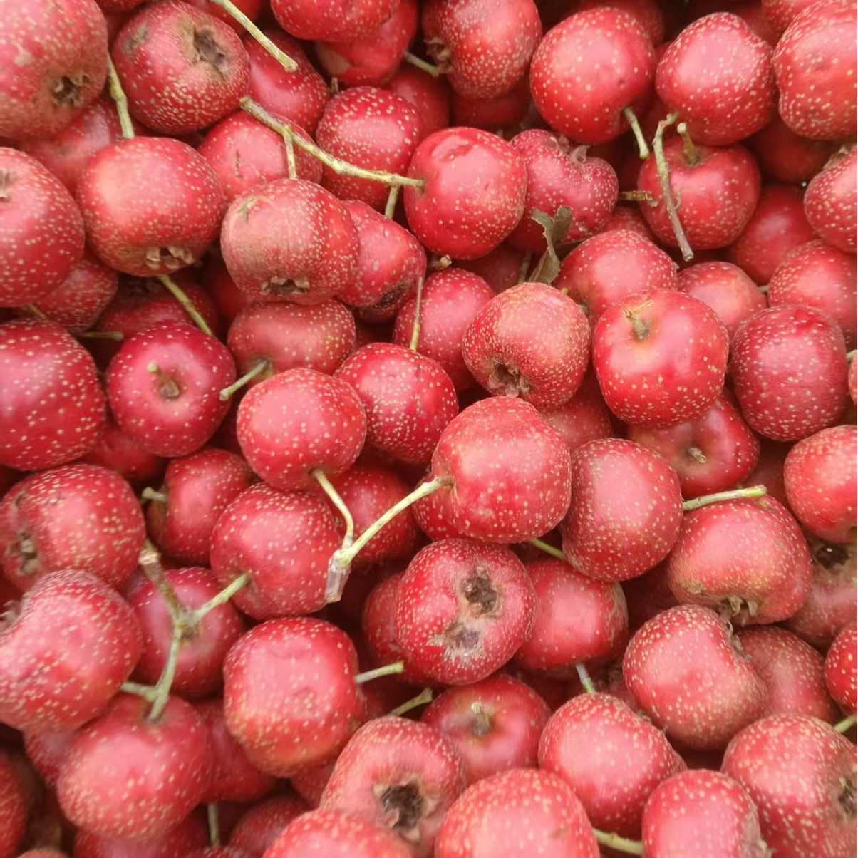 Оптовая продажа крупных плодов боярышника от Да Цзин Син (1000 фунтов, 1.8 0.5 кг), скидки на крупные объемы, услуги по переработке и нанизыванию, свяжитесь с службой поддержки