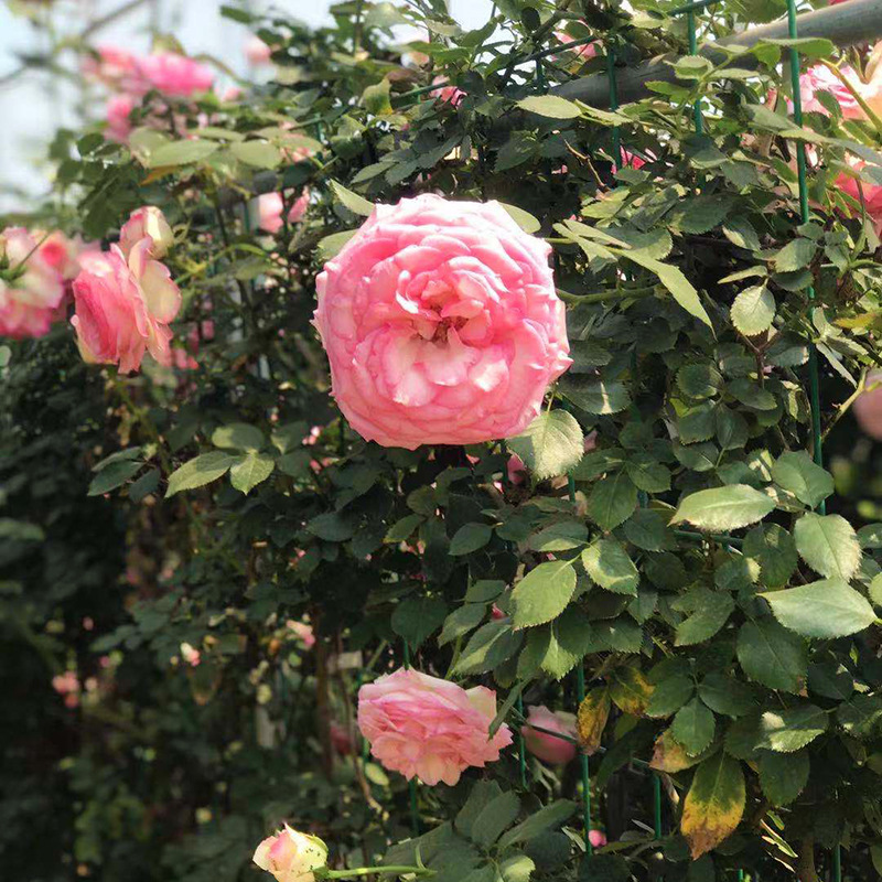 Rose Seedlings, Rose Seedlings, Blooming in All Seasons, Balcony Potted Florals, Courtyard Climbing Green Plants, Large Vine Roses