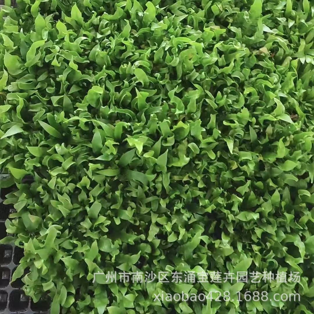 Micro-Landscape Green Plants Flame (Fire) Bird's Nest Fern Seedlings Mini Potted Plants Water Tank Landscaping Fern Ecological Tank Green Wall