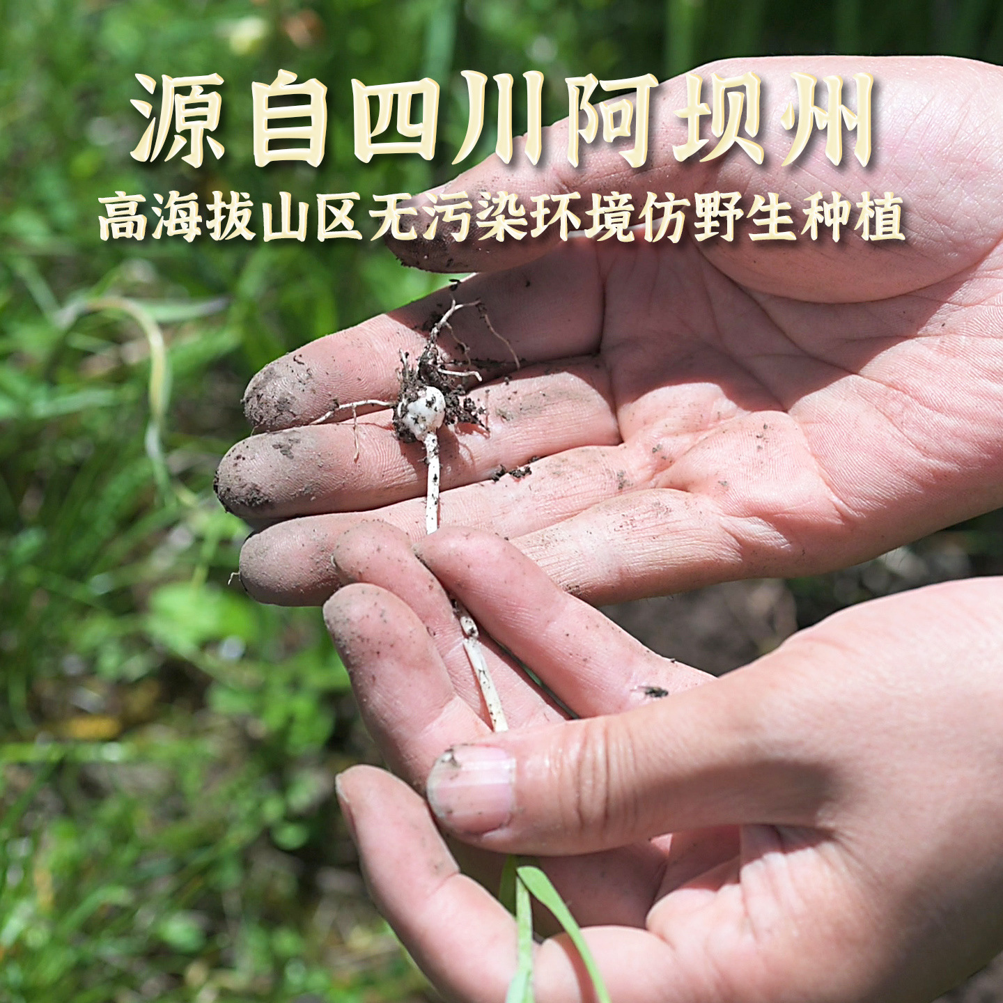 Sichuan Aba Chinese Herbal Medicine 100g Authentic Sichuan Fritillaria Granules Fritillaria Dry Powder Soaked in Water to Drink Non-Wild Special Grade